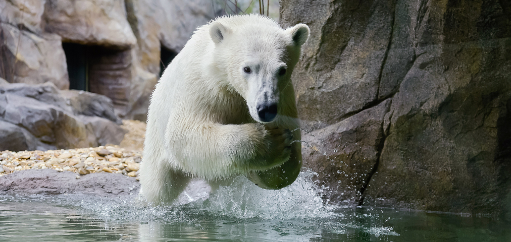 Kremsmueller Schoenbrunn Zoo